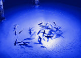 Iulights® - Apollo Underwater LED Lighting System