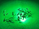 Iulights® - Apollo Underwater LED Lighting System