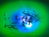 Iulights® - Apollo IRIS Underwater LED Lighting System