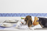 Instachew® - PETKIT Fresh Anti Bacterial Bowl | Built-in scale