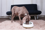 Instachew® - Pet Kit Fresh Metal Bowl