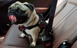 Instachew® - Pet Kit Safety Belt For Dogs