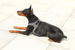 Instachew® - Pet kit Air Fly Harness