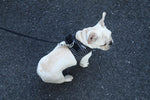 Instachew® - Pet kit Air Fly Harness