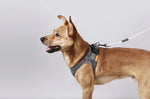 Instachew® - Pet Kit Air Pro Dog Harness